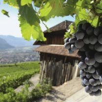 Lagrein Riserva DOC Weingut Rottensteiner 0,75l