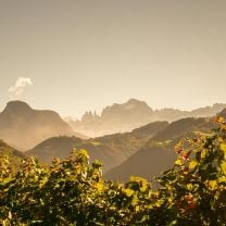 Pinot Noir DOC Kellerei St. Michael Eppan 0,75l