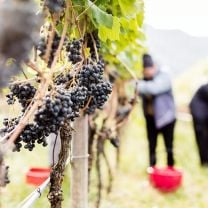 "Kalterersee Classico Superiore" Vernatsch DOC Weingut Moser 0,75l