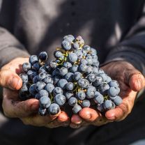 Weingut Hans Rottensteiner