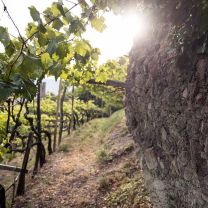 Weingut Hans Rottensteiner