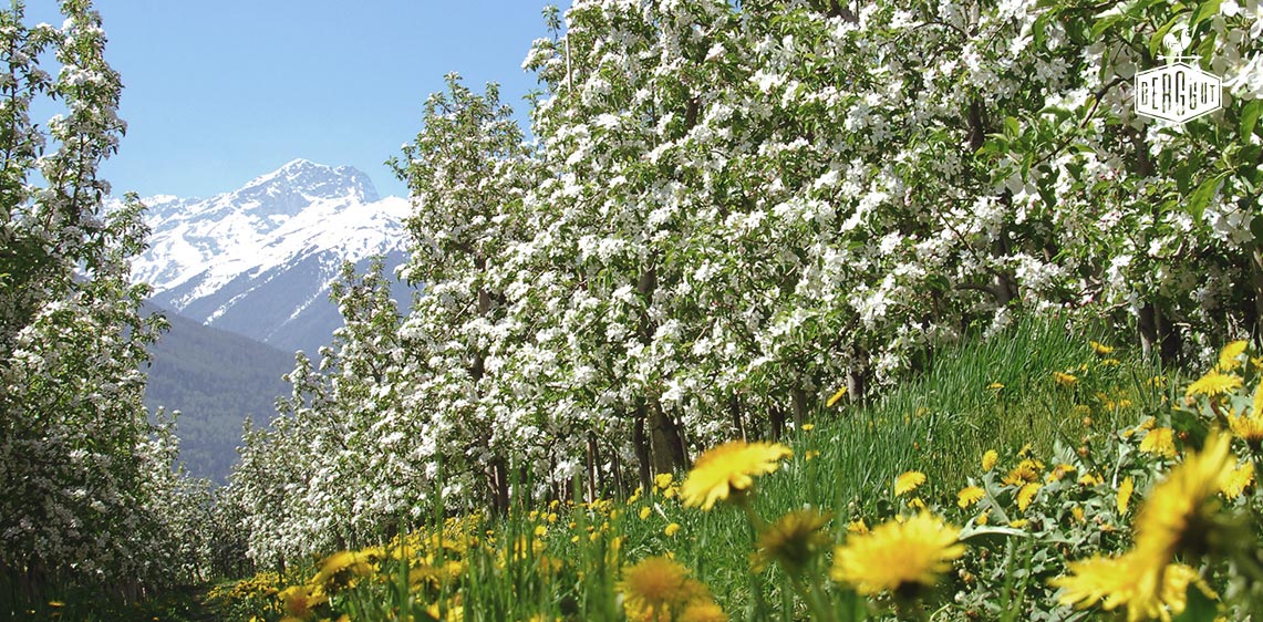 Frühlingsschätze auf Ihrem Tisch – Erleben Sie Geschmack in voller Blüte!